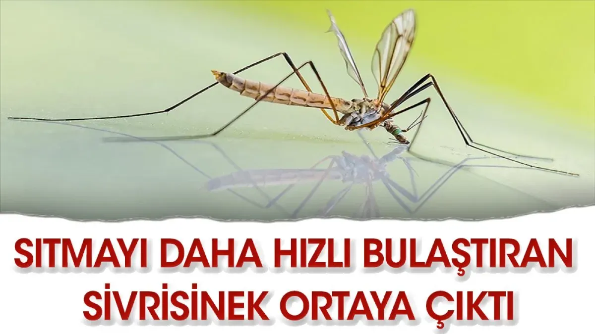 Sıtma Bulaşmayan Sivrisinek Üretildi: Yeni Bir Çözüm