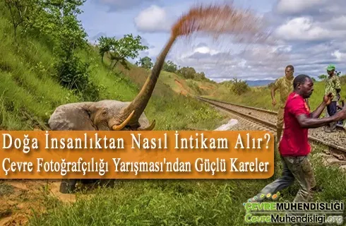 Çevre ve Doğa Fotoğrafçılığı: Doğayı Yakalamak İçin Uzman İpuçları