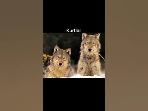 Ömür Boyu Tek Eşli Hayvanlar: Sadakat ve Bağlılık