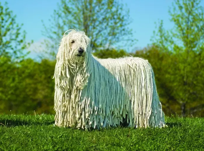 Garip Köpeği Mezarda Sahibinin Yanında Ayrılmıyor