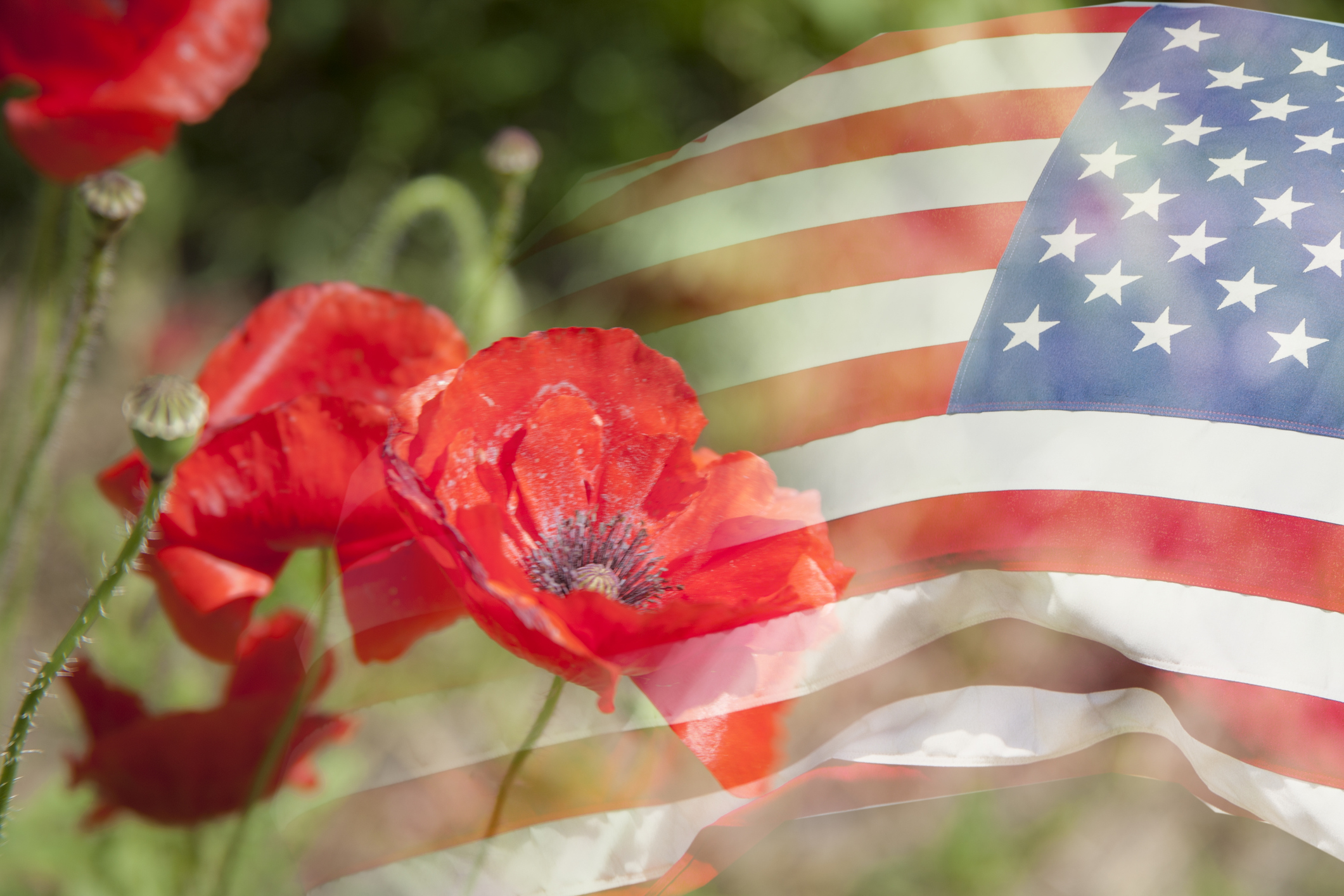 Flags And Poppies Designs For Memorial Day Prints
