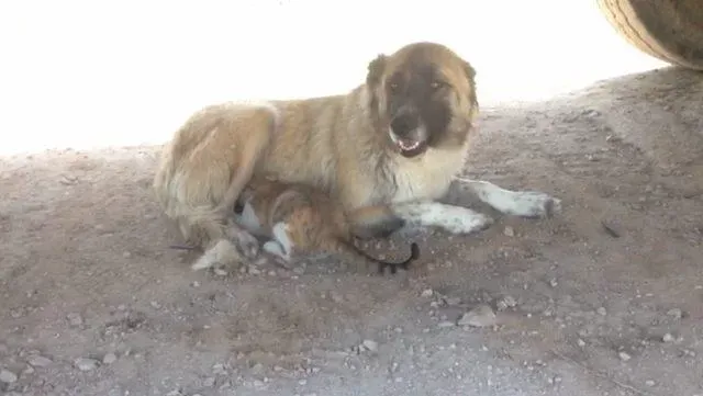 Erzurum Köpeğin Kediyi Emzirmesi Görüntüleri Şaşırttı