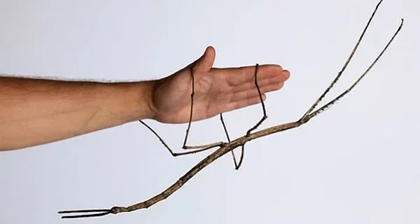 Değnek Çekirgesi: Avustralya'da Keşfedildi