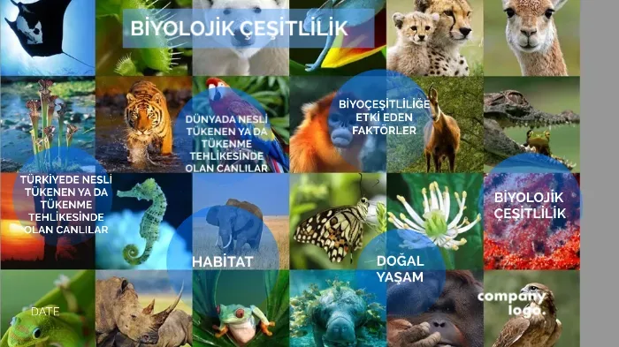 Dünya Doğası ve Biyolojik Çeşitlilik: Koruma İçin Eylem
