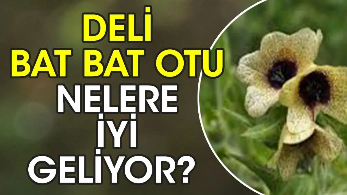 Deli Bat Bat Otu: Yanlış Tüketim Zehirlenmelere Neden Olabilir