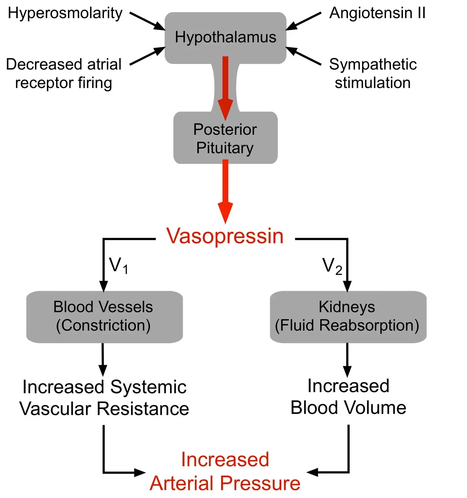 Vazopressin Hormonu: Görevleri ve Vücuttaki Rolü