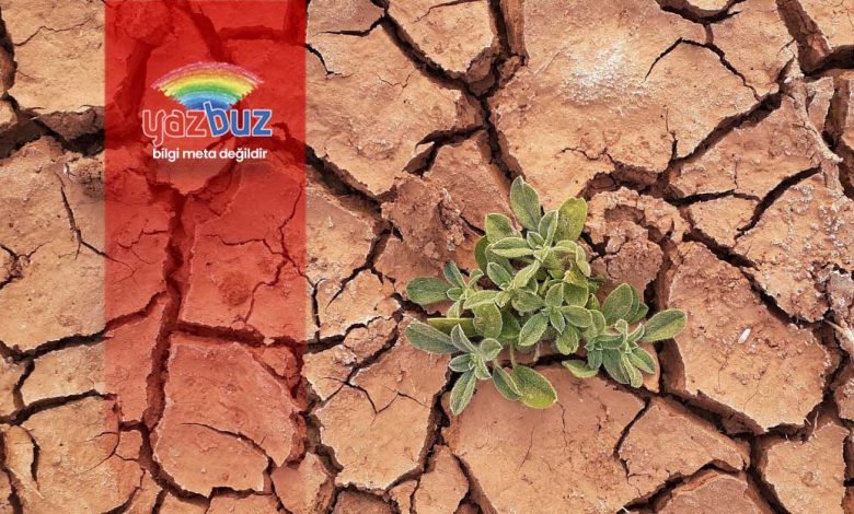 Küresel Isınmayı Azaltmak İçin Yeni Orman Projesi