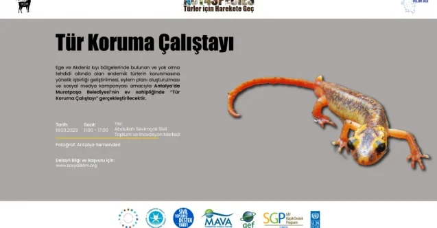 Yaban Hayatını Koruma: Tehdit Altındaki Türler İçin Yapılan Son Çalışmalar