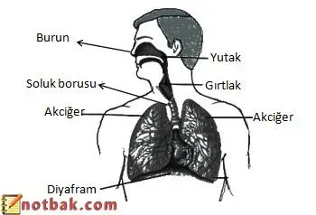 Solunum Sağlığı: Aşırı Esnekliğin Riskleri