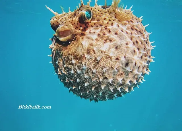 Balon Balığı Zararı: Zehirli mi ve Ne Kadar Tehlikeli?