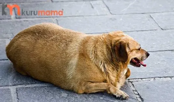 Obez Köpek Duman: 3 Ayda 10 Kilo Verdi ve Bekliyor