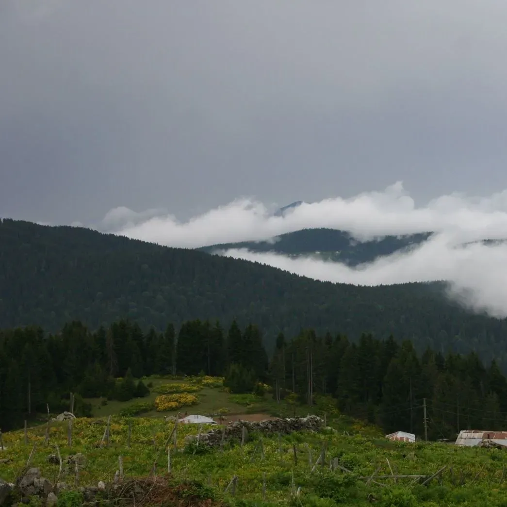 Paşakonağı Yaylası: Giresun'un Doğa Harikası