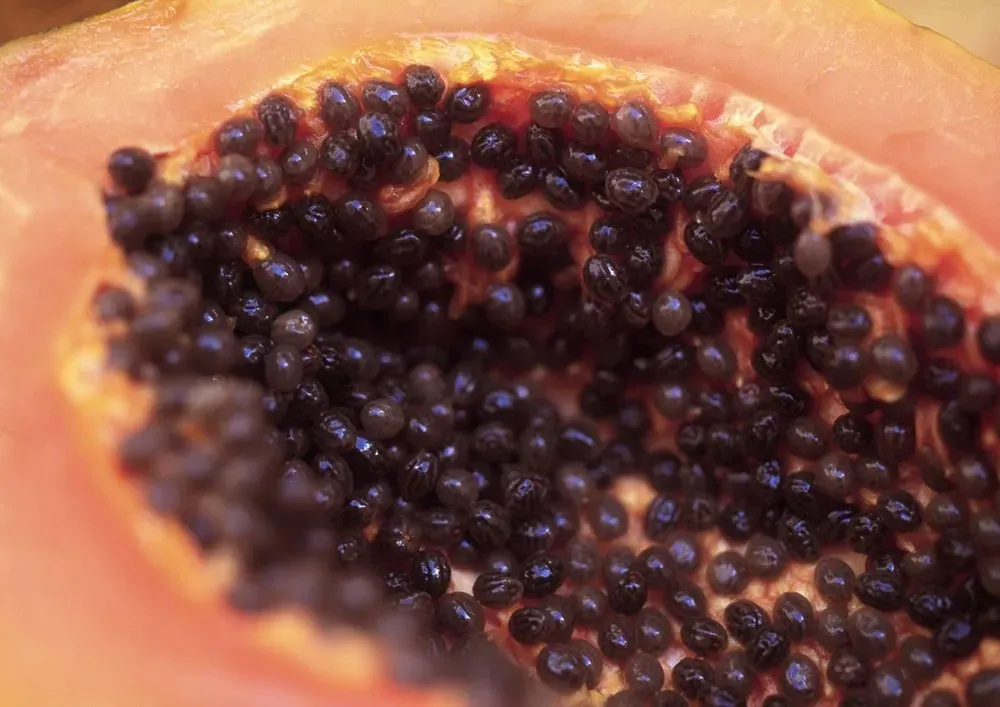 Aç Karnına Papaya ile Sağlığınıza Sağlam Bir Başlangıç