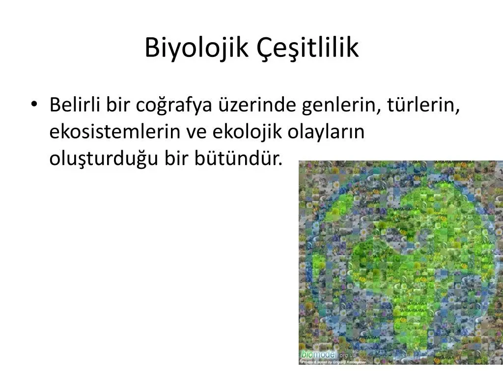 Şehirler için biyolojik çeşitlilik: sürdürülebilir adımlar