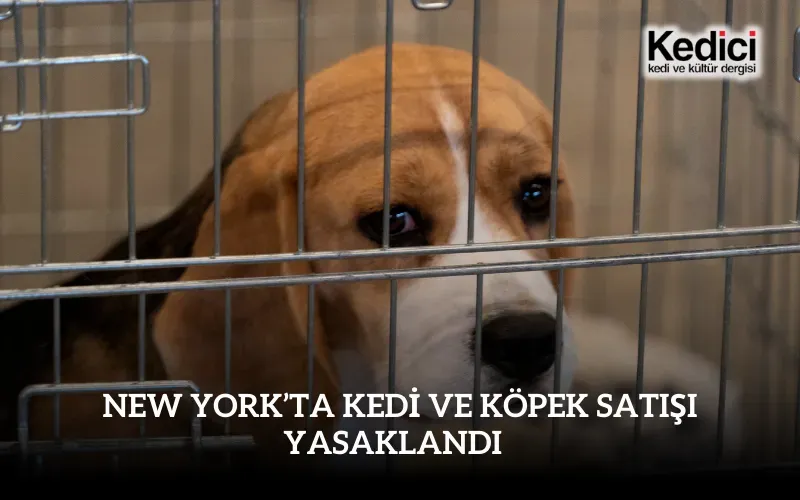 New York Köpek Boşaltma Olayı: 48 Köpek Kurtarıldı