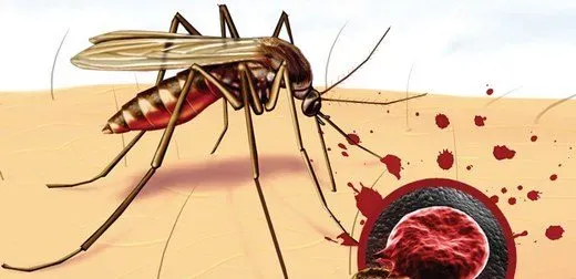 Sıtma: Belirtileri, Tedavisi ve Önlemler Hakkında Bilgi