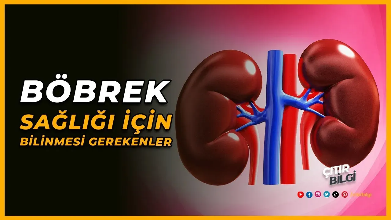 Böbrek Sağlığı: Belirtiler ve Önemli Bilgiler