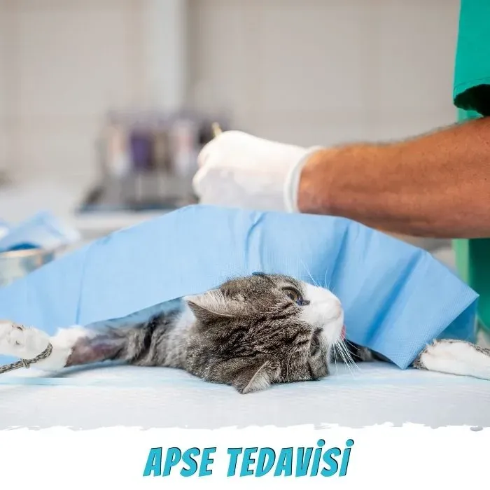Kedi Tedavisi: Geyve'de Yangından Kurtarılan Umut