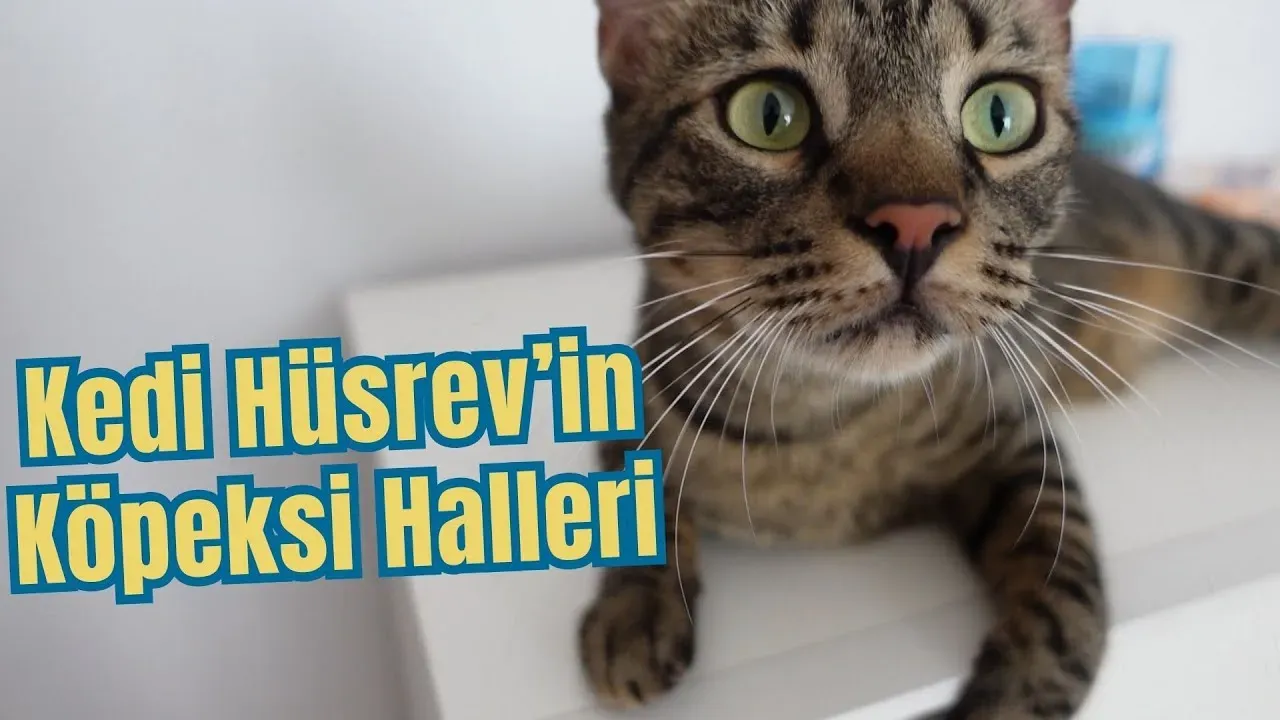 Kedilerle Günlük Etkileşimi Pozitif Tutun: Etiket İpuçları