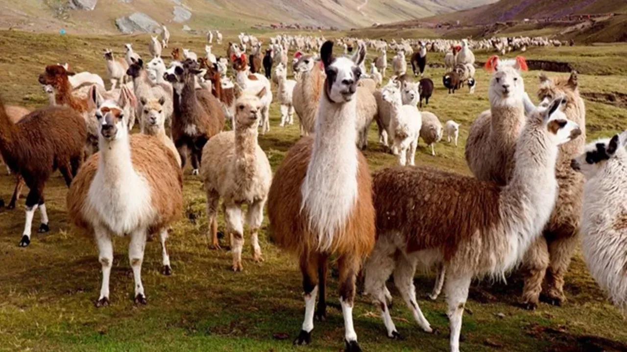 Lama Antikorları Şizofreni Tedavisinde Umut Vadediyor