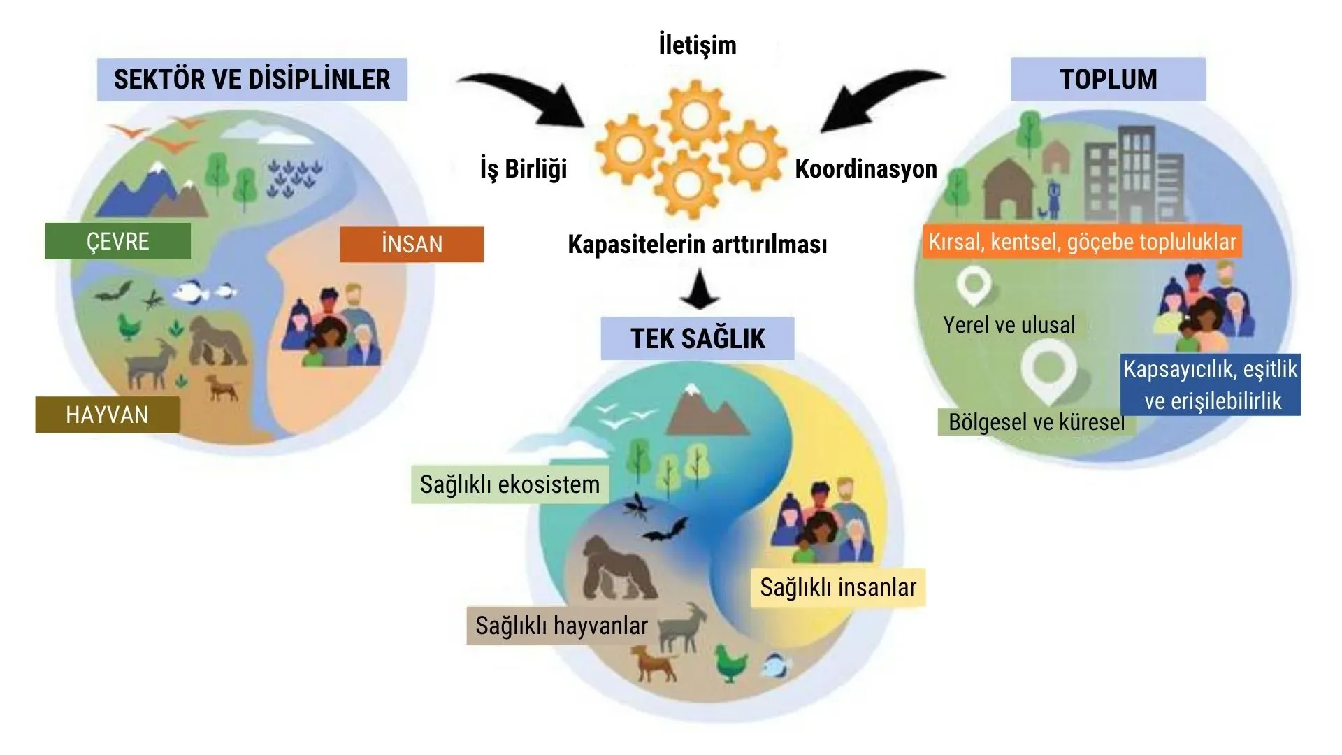 Sağlık Nedir: Sağlık Biliminin Temel Prensipleri ve Anlamı
