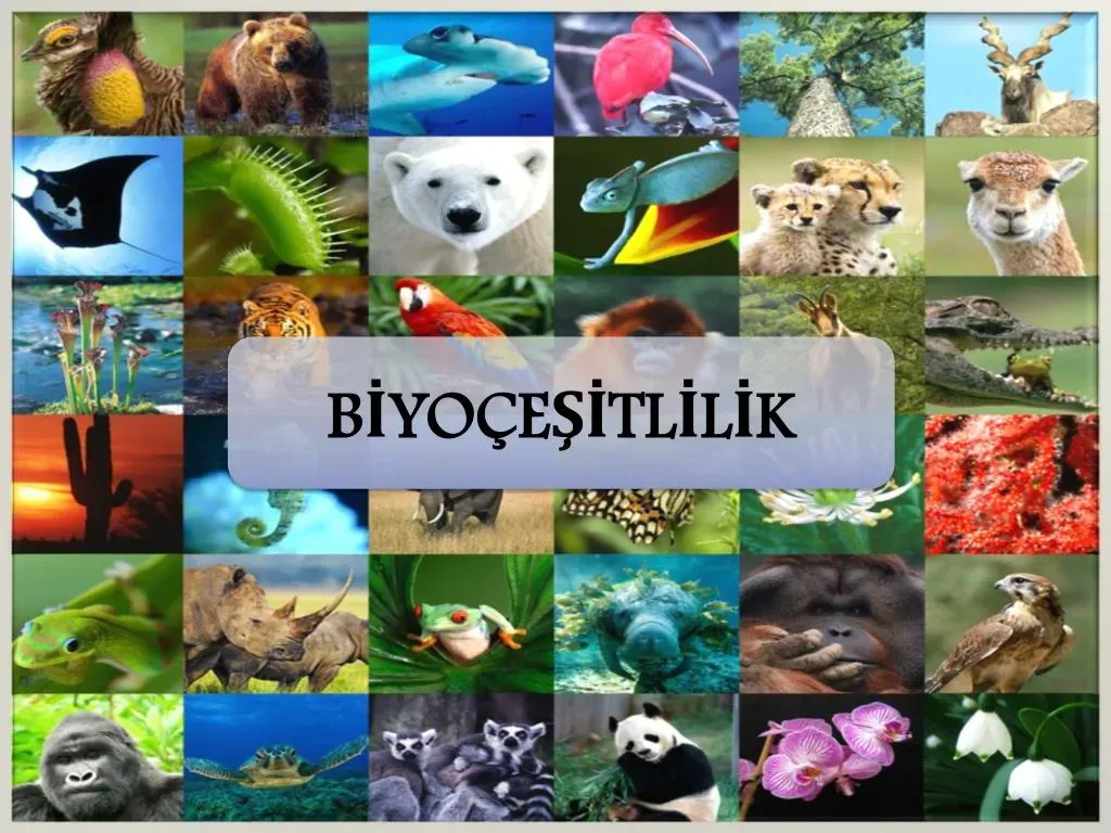 Biyoçeşitlilik ve Doğa: Koruma İçin Etkili Yaklaşımlar