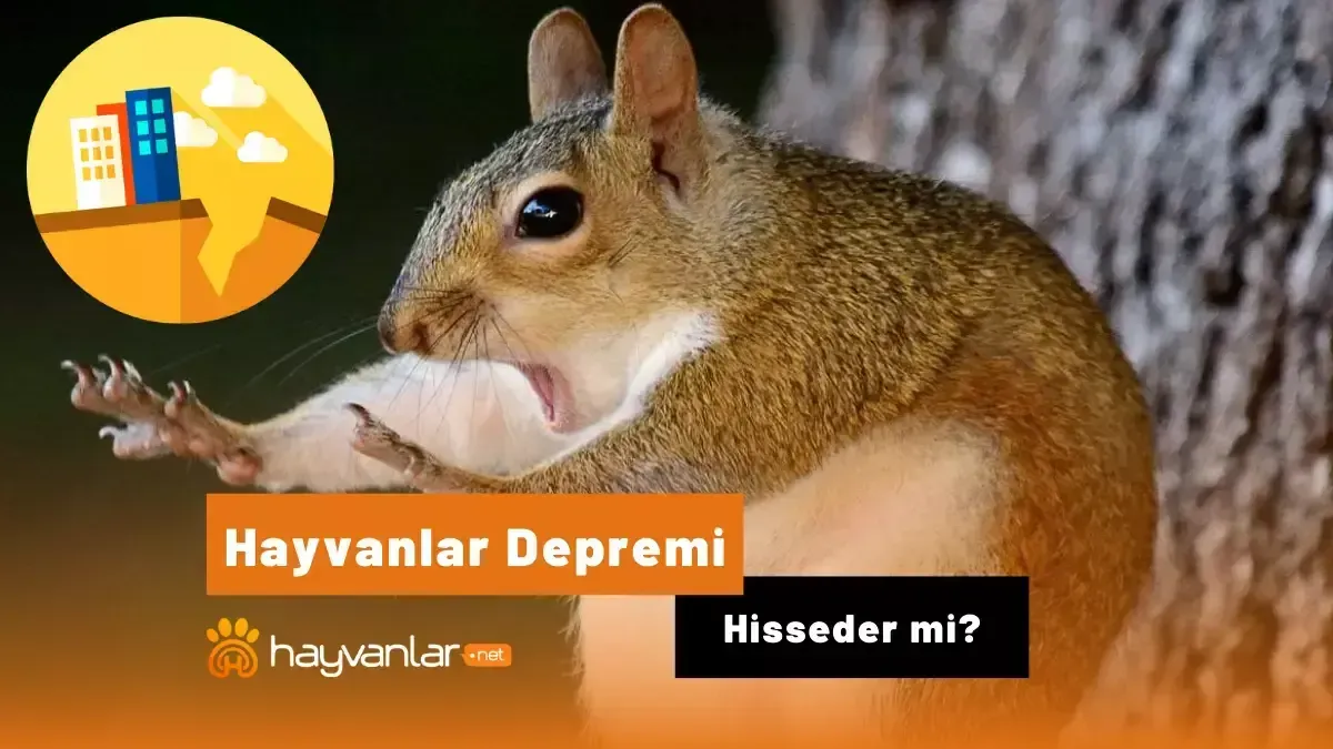 Hayvanlar Depremi Hisseder Mi? Bu Sorunun Cevabı