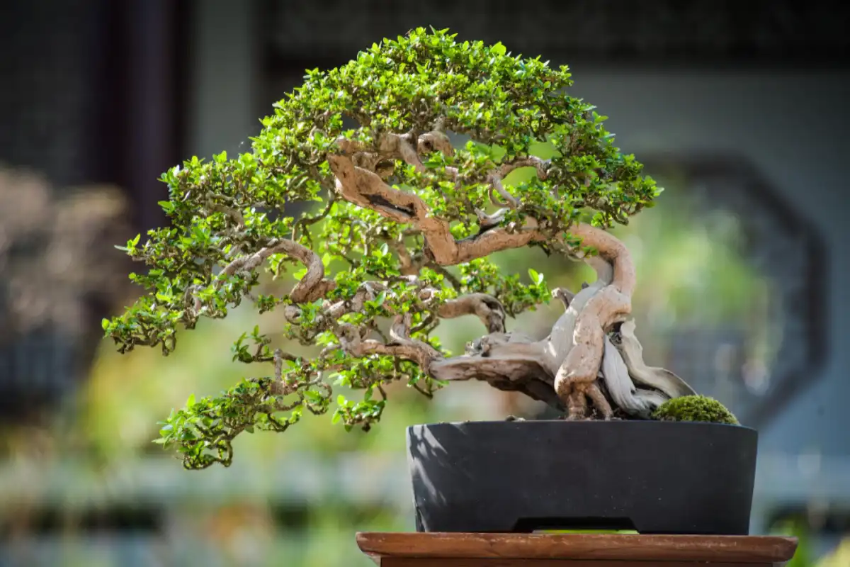 Yaşayan Sanat Eseri: Nadir Bonsai Ağaçları
