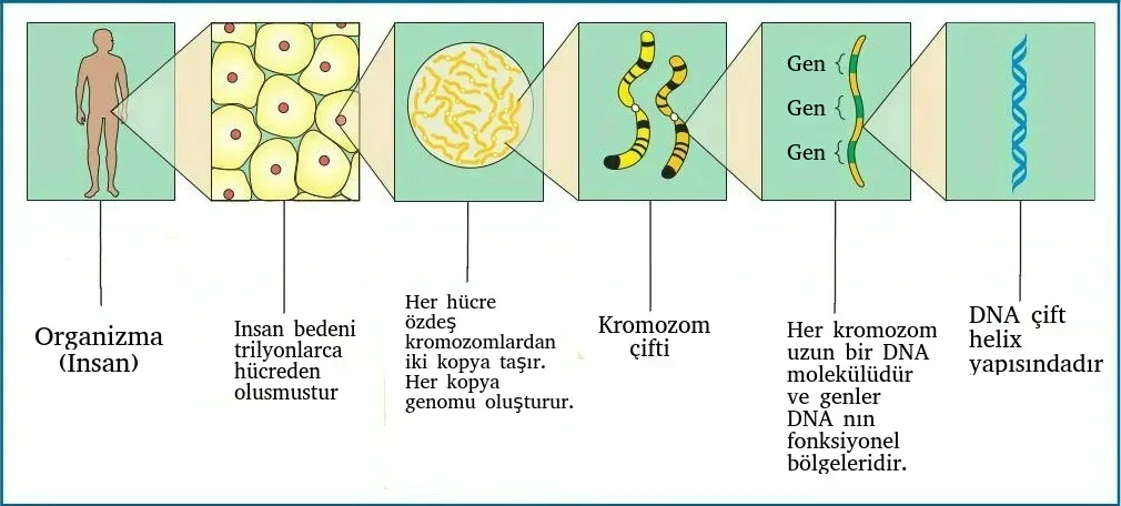 Biyoloji ve Genomik Bilimine Giriş: Hücreden Genomu Anlama
