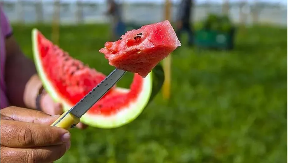 Karpuzda Bakteri Tehlikesi: Yazın Dikkat Edilmesi Gerekenler