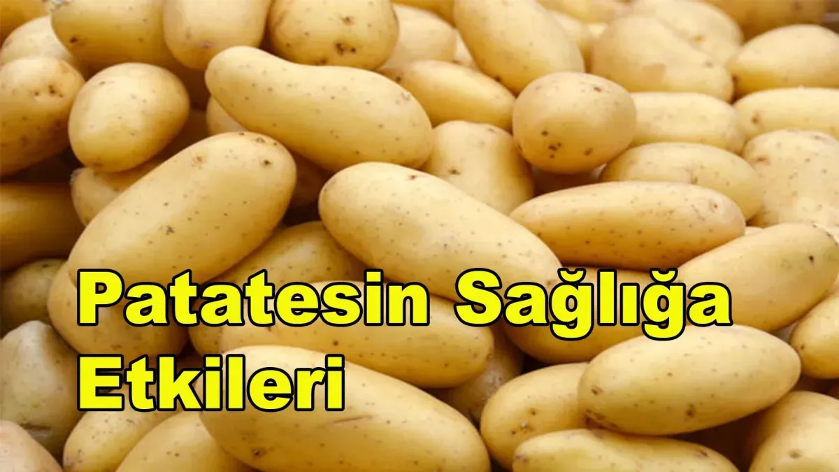 Patatesin Atası: Domatesle Melezleşmiş Antik Bir Tür