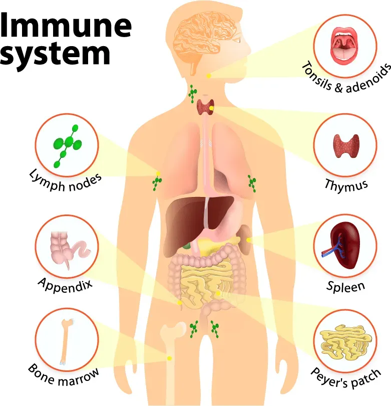 Immune Health: Foods, Supplements, and Habits for Defense