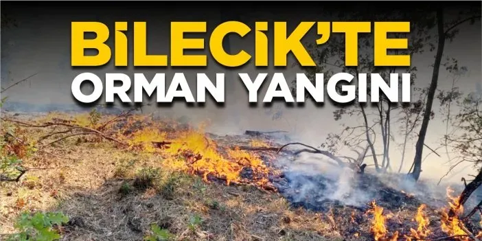Sakarya-Bilecik Orman Yangını: Son Durumu ve Gelişmeler