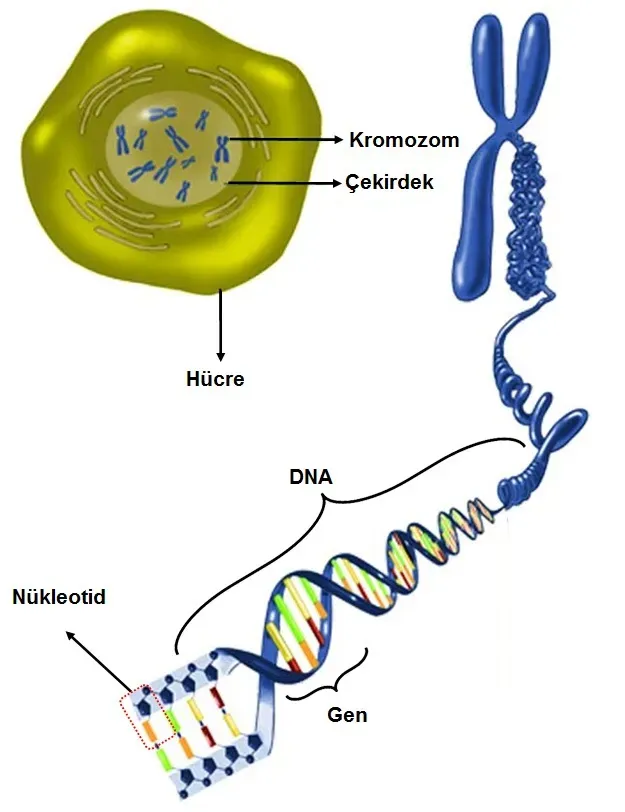 Genetik ve DNA: Basit Açıklamalarla Merak Ettikleriniz